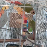 معاوضه گرینچیگ سالم|پرنده|اقبالیه, |دیوار