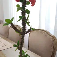 گل و گیاه|گل و گیاه طبیعی|رشت, منظریه|دیوار