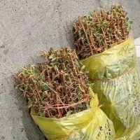 از تولید به عرضه درخت ونهال زرشک پفکی وعناب.وفندق