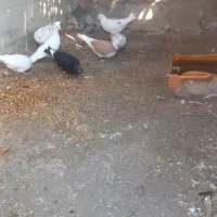سلام دوستان کسی کفترفروشی خواست من دارم