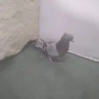 کفتر اصفهانی|پرنده|خمینی‌شهر, |دیوار