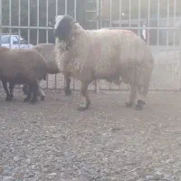 با سلام قورچ کردی|حیوانات مزرعه|خرم‌آباد, |دیوار