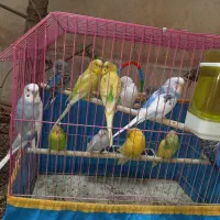 مرغ عشق