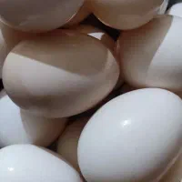 تخم مرغ محلی
