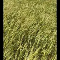 زمین کشاورزی دیم