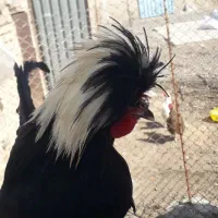 خروس لهستانی