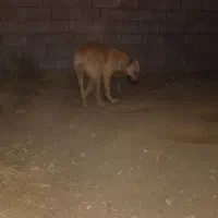 سگ افقان|سگ|بیرجند, |دیوار