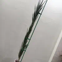 سانسوریا فرانسیس یک متری کلکسیونی