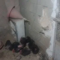 مرغ سرحال وبوقلمون|حیوانات مزرعه|تنکمان, |دیوار