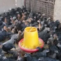 فروش مرغ و خروس محلی