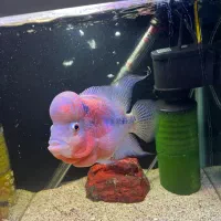 فلاور هورن درجه یک