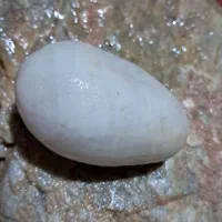 سنگ های زینتی وکم یاب|کلکسیون اشیاء عتیقه|اهواز, زرگان|دیوار