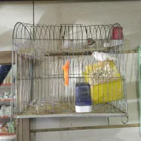 (عروس هلندی) (فنچ)|پرنده|قزوین, |دیوار