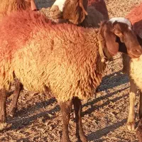 ۲ر بره ماده گله گرد میش