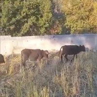 فروش ۷ راس گوساله|حیوانات مزرعه|لوداب, |دیوار