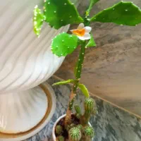 گل های زیبا مناسب روزمادر|گل و گیاه طبیعی|کرمانشاه, |دیوار