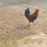 خروس بندر دیر