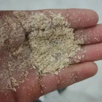 فروشنده گندم گواهی شده در گونی و گندم بذری|خدمات باغبانی و درختکاری|بیجار, |دیوار