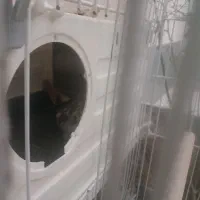 عروس هلندی|پرنده|شیراز, حجت آباد|دیوار