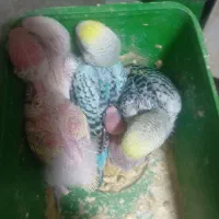 یک جفت کفتر ومرغ عشق