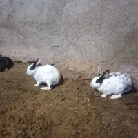 خرگوش|موش و خرگوش|قوچان, |دیوار