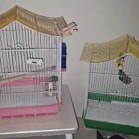 3عدد جوجه عروس هلندی