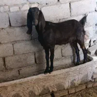 کره|حیوانات مزرعه|سیرجان, |دیوار