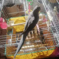 عروس هلندی ماده بسیار زیبا و سرحال آماده جفت|پرنده|صحنه, |دیوار