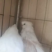 کفتر نوک قنار معاوضه