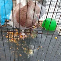 کبوتر پرشی|پرنده|محمدشهر, جعفرآباد|دیوار