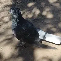 گمشده|پرنده|سرعین, |دیوار