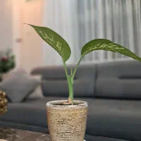 گل دیفن