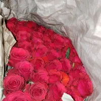 گل رز ایرانی بسته