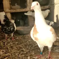 کبوتر گم شده