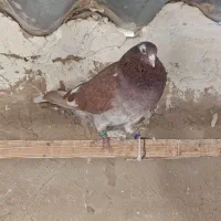 کفتر پرشی انگلیسی|پرنده|ری, فیروزآباد|دیوار