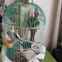 مژدگانی گمشده