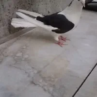 کبوتر پشت دار|پرنده|شاهین دژ, |دیوار