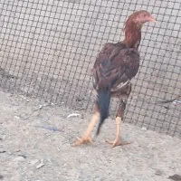 خروس|حیوانات مزرعه|ملکان, |دیوار