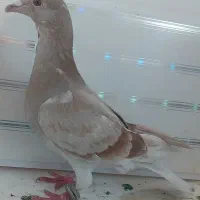 کبوترجوجه صیدشده|حیوانات|اردبیل, |دیوار