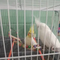 عروس هلندی|پرنده|گلبهار, شهر جدید گلبهار|دیوار