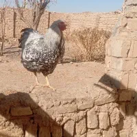 خروس|حیوانات مزرعه|آشتیان, |دیوار