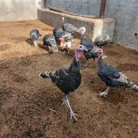 بورقلمون