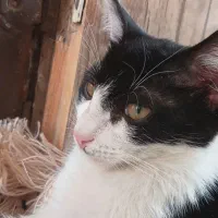 گربه واگذاری فوری|گربه|ارومیه, |دیوار