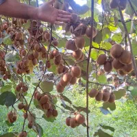 ۴۰ تن کیوی درشت موجود هست|خوردنی و آشامیدنی|حویق, |دیوار