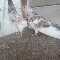 کبوتر پرشی کاشان