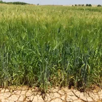 اجاره ۲۰ هکتارزمین بارانی تحت فشار