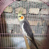 عروس هلندی
