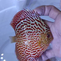 دیسکس گریدبالا