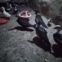 اردک اسرائیلی وبلدرچین