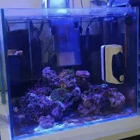 اکواریوم ابشور